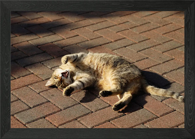 Gerahmtes Wandbild Poster Leinwanddruck Bild Katze Katzen Katze