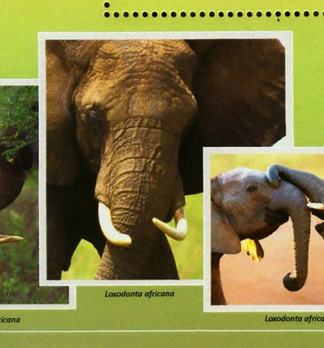 Elephants Stamp Loxodonta Africana Souvenir Sheet MNH #10711 / Bl.2437 - Picture 5 of 12