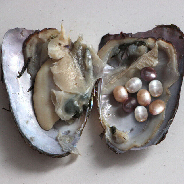 1PC Individually Wrapped Oysters With Large Pearl DIY Necklace Jewelry