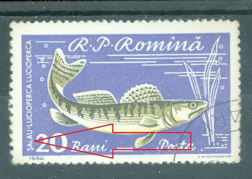 1960 pescado, lucioperca/lijadora/Lucioperca lucioperca, Rumania, mediados de 1928, VFU, ERROR/7 Foto 2 de 2