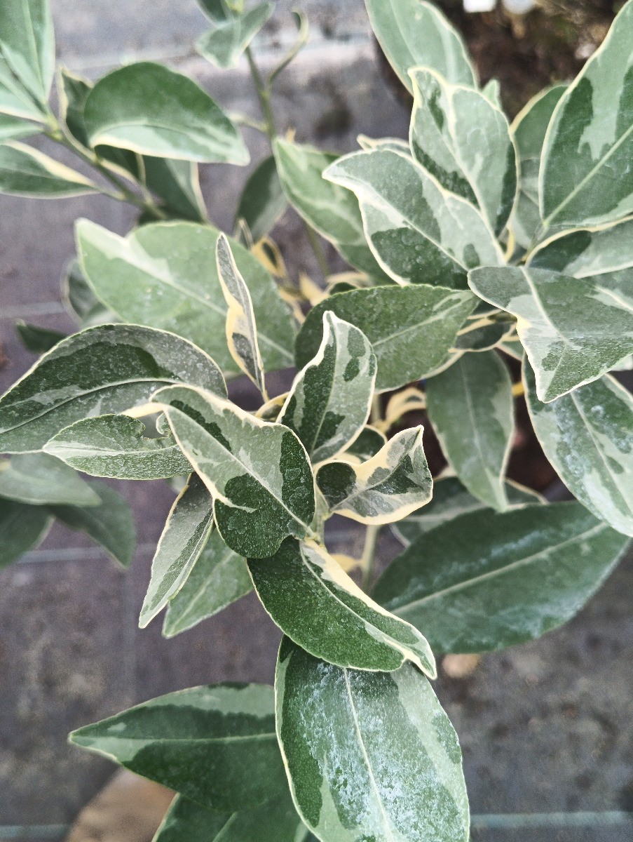 Orangequat Centennial greffé sur PT arbuste fruitier rustique résistant au gel