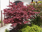 Foto 4 di 5