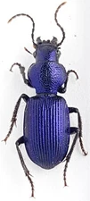 Coleoptera Carabidae Harpalini Chilotomus sp. Turkmenistan