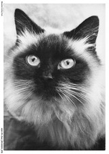 ASHP4-0239-CHAT - CHAT SACRE DE BIRMANIE