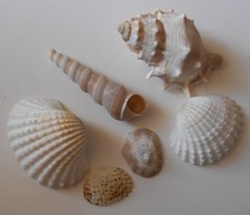 😊Großes Lot Muscheln rezent Weltweit 2202 Schau Mal durch !💥💥