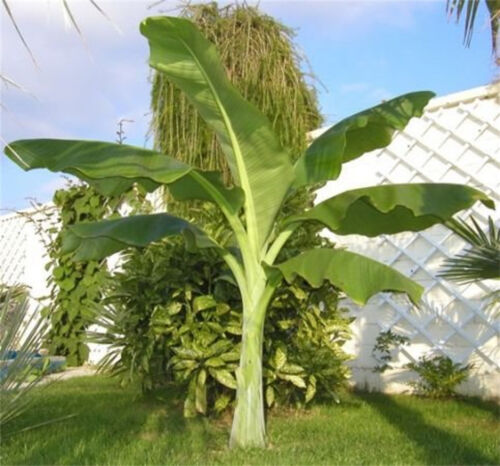 Ensete Glaucum, Snow Banana Garden MUSA Tree Massive Flower 5 Seeds - Zdjęcie 1 z 3