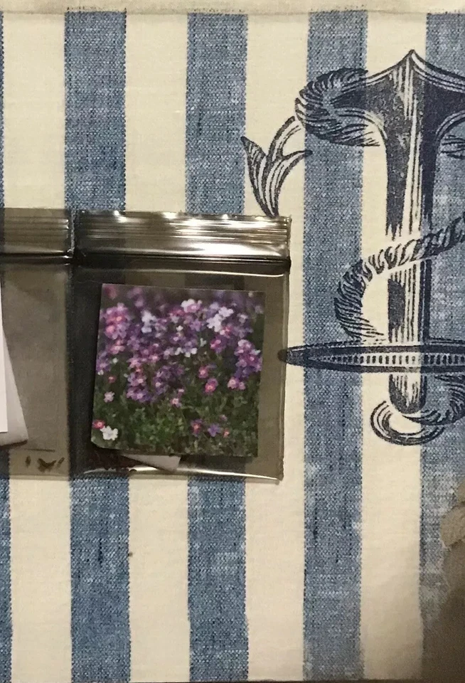 Virginian Stock (Dwarf Mix) 1800+ Seeds (Malcomia) Instructions Including x - Image 3 of 4