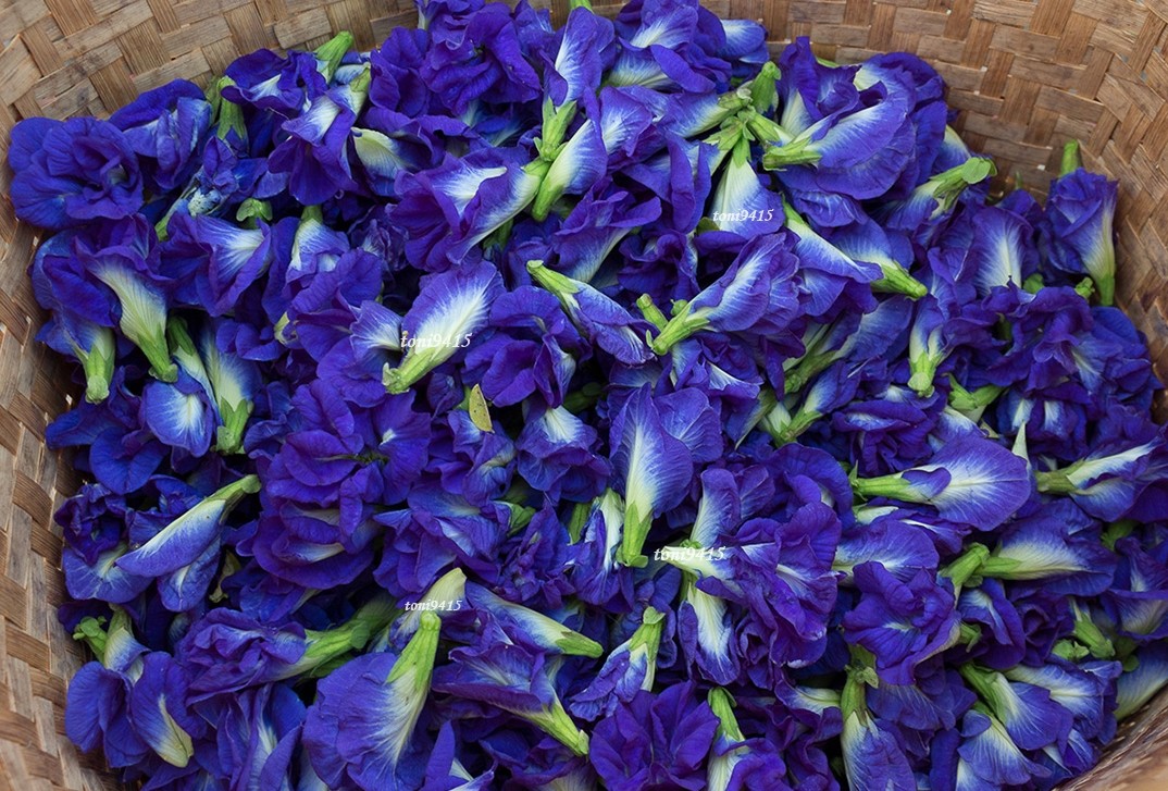 100%Pure Thai Dried Butterfly PeaTea Flower Natural Organic Herbal Healthy Drink - Picture 6 of 6