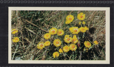 COLTSFOOT - 35 + year old English Tobacco Card # 1