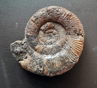 Prodactylioceras davoei Kalziterhaltung Nordwestdeutschland
