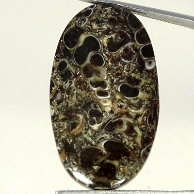 23.80Cts Natural Tutela Fossil Oval Cabochon Designer Gemstone 19X34X4MM