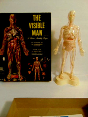 vintage 1950 Renwal Invisible Man human anatomical model | eBay