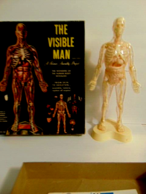 vintage 1950 Renwal Invisible Man human anatomical model | eBay