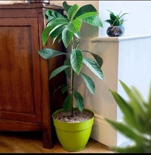 Live Avocado Plant – Healthy Seedling, Ready for 🥑Growing Indoors or Outdoors
