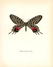 1963 Vintage PROCHAZKA BUTTERFLY "THE BHUTAN GLORY" WOW! COLOR offset Lithograph