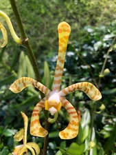 Orchid Plants Vanda Arachnis Magguie OEI Yellow Ribbon