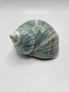 3.5" Polished Turquoise Jade Natural Turbo Seashell Coastal Beach Decor