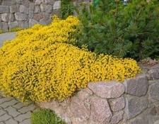 Niedlicher Ginster 20-30cm - Genista pulchella