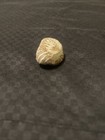 Cool Shell Stone/fossil/rock — photo 2