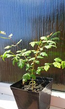 Golden Rain Tree - Stunning Yellow Flowers | (Koelreuteria paniculata)