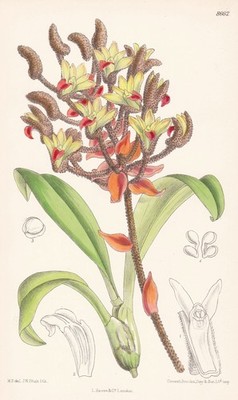 Eria tomentosa Vietnam orchid flower botany Botany Lithograph Curtis 8662