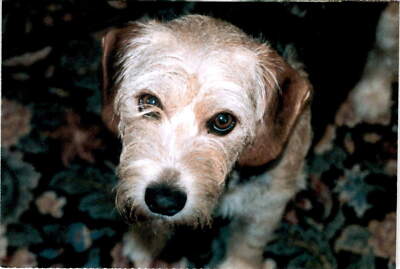 North Shore Animal League America, Port Washington, NY 11050, Myra  Postcard