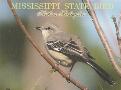 *Mississippi Postcard-''The Northern Mockingbird...State Bird''   {*TW-3}