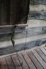 BEAR ARCHERY RH “KODIAK MAGNUM” 50# 52” RECURVE BOW WITH ARROWS & QUIVER — photo 1