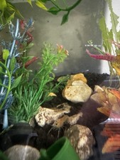 "Fireball" - LIVE Procambarus Clarkii Crayfish JUVENILE - Home tank raised