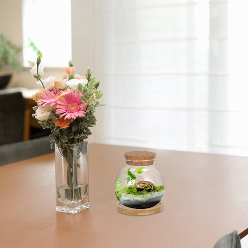 Hydrokultur Vase Büro Schreibtisch Fischschale Tisch Terrarium Glas klar - Bild 4 von 12