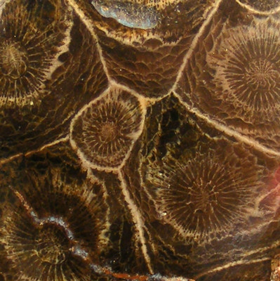 Fossil Koralle Hexagonien Mitteldevon poliert großer Fossilabschnitt Marokko 12 cm