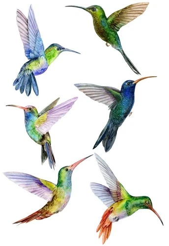 Hummingbird Bird Self Adhesive Wall Sticker