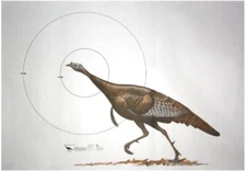 NRA Wild Turkey Life-Size Game Targets (HF 07990) 60" x 42" (3 rolled) SHIP FREE