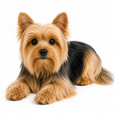 Dragon Moss Yorkie Plush Dog Realistic Stuffed Animal Ready to Ship Gift