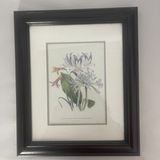 Vintage Botanical Flower Print Framed Wall Art Floral Illustration 10x12