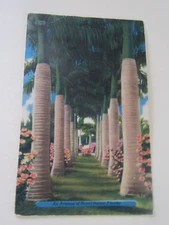 Avenue Of Royal Palm Trees In Miami Florida-Temperature Postcard- Linen Posted
