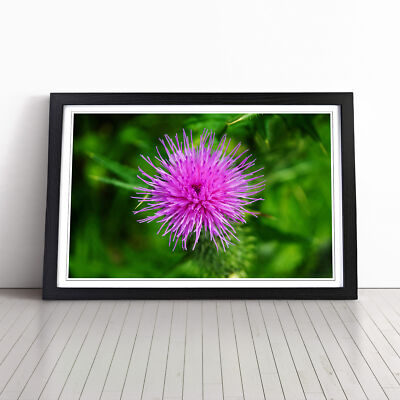 Thistle Flower (1) Wall Art Print Framed Canvas Picture Poster Decor Living Room