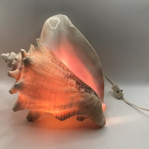 Natural Queen Conch Shell Accent Nightlight Tiki Bar Decor Shabby Chic Lamp