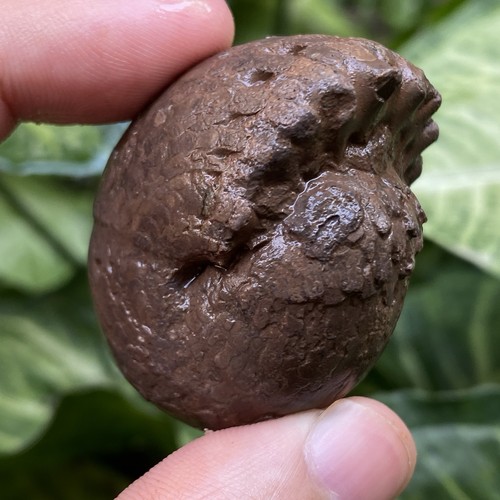 53GR AMAZING FULL SUTURE PERMIAN ROUND BULK AMMONITE FOSSIL MOLLUSCA - Picture 16 of 18