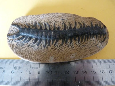 Moulage de scolopendre Matériel pédagogique pour étude - Photo 1/2