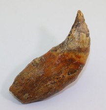 Orso delle caverne, Ursus spelaeus, quartario, Pleistocene, Mixnitz, Austria-N206