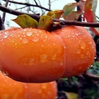10 JAPANESE PERSIMMON TREE SEEDS (Diospyros Kaki) Asia Hardy Garden Fruit Plant