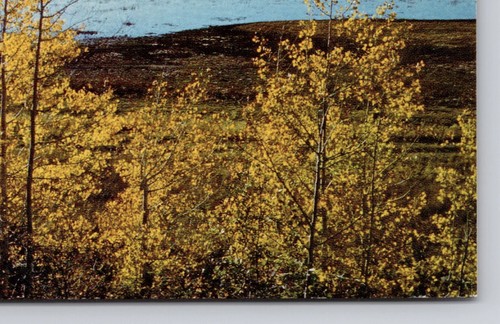 Vintage Postcard Morman Lake South Of Flagstaff Arizona - 第 10/14 張圖片
