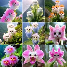 50pc Big Flower Faced Cat Orchid Seeds Are Full Of Fragrant Potted Garden Plants