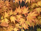 Japanese Maple Acer Akane