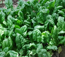 Spinach Seeds Giant Noble 100+ Vegetable Garden NON-GMO USA FREE SHIPPING