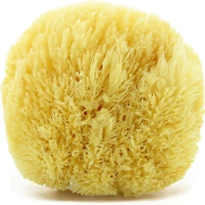 Spugna di mare Naturale del Mediterraneo Spugna da bagno o per trucco non sintet