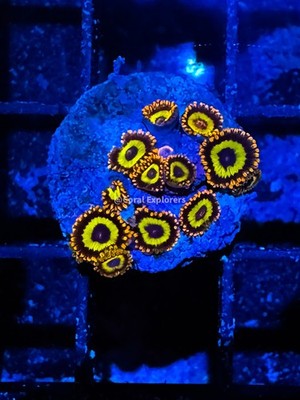 CE- WYSIWYG Fruit Loop Zoa Zoanthid Frag Live Coral Frag LPS SPS #R1GB4
