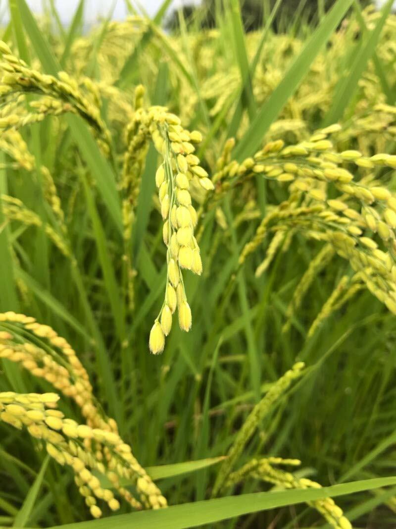 Uonuma Niigata Koshihikari Short Grain White Rice 新潟県魚沼産