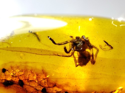 Fossil amber Insect Burmese burmite Cretaceous Spider Myanmar
